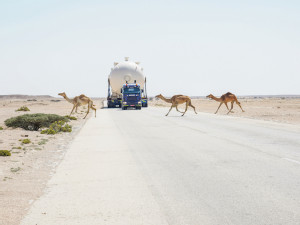 https://www.ajot.com/images/uploads/article/700_km_journey_with_camels.jpg