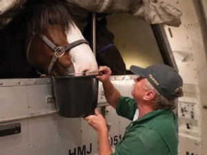 https://www.ajot.com/images/uploads/article/766-horse-transport-feeding.jpg