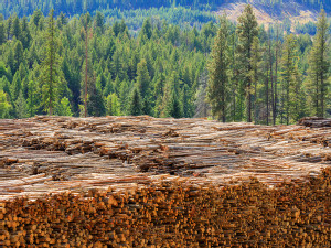 https://www.ajot.com/images/uploads/article/769_Canadian_softwood_lumber_logs-dreamstime.jpg