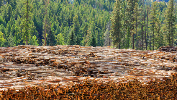 https://www.ajot.com/images/uploads/article/769_Canadian_softwood_lumber_logs-dreamstime.jpg