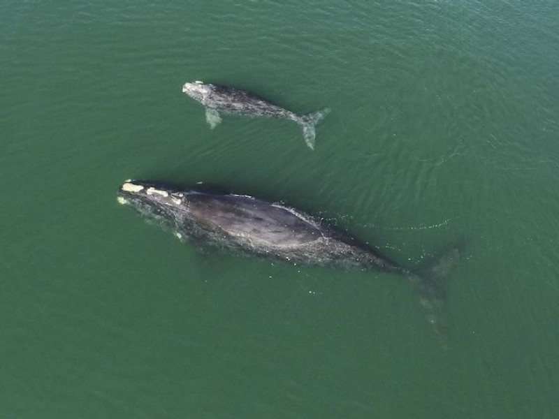 How AI can help protect whales from a wind farm boom